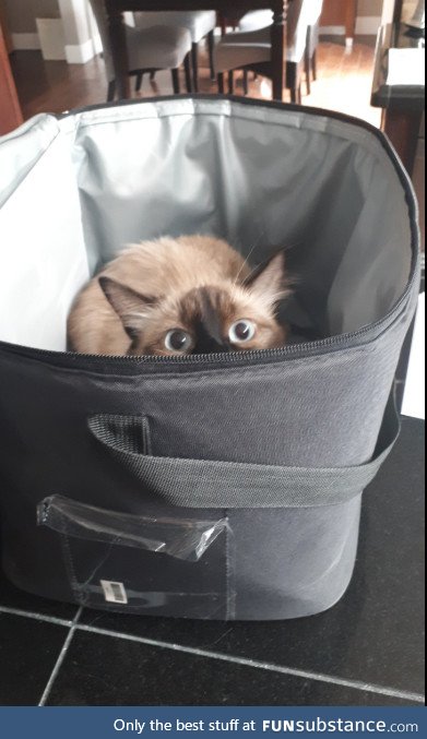 A friends cat when he was packing up for a road trip