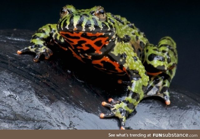 Froggo Fren #14 - Oriental Fire-Bellied Toad