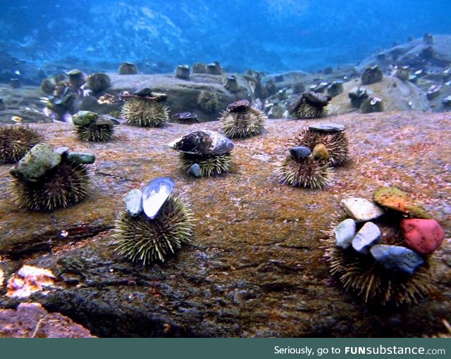 Sea urchins wear rocks as hats, apparently