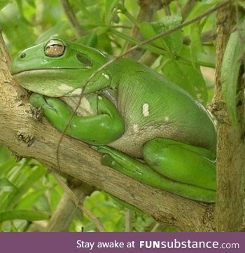 Froggo Fren #16 - White's Tree Frog