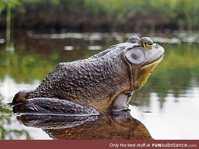 Froggo Fren #17 - Goliath Frog