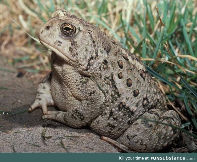 Froggo Fren #18 - Woodhouse's Toad