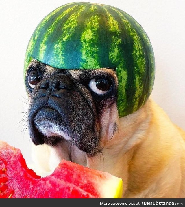 Helmet Dog #1