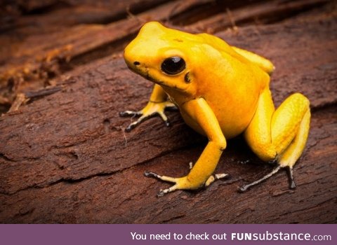 Froggo Fren #20 - Golden Poison Frog