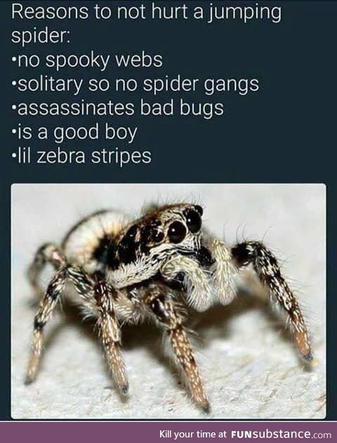 Be a bro to spiders