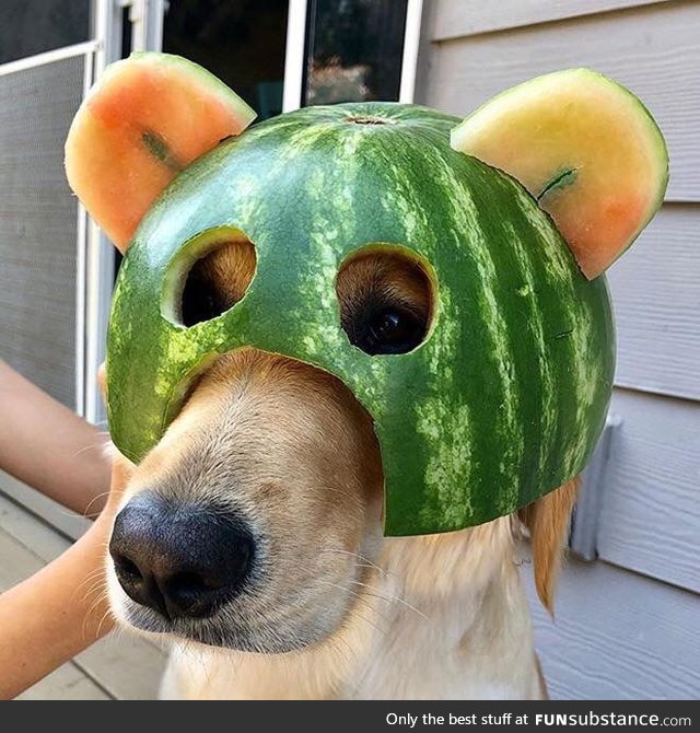 Helmet Dog #3