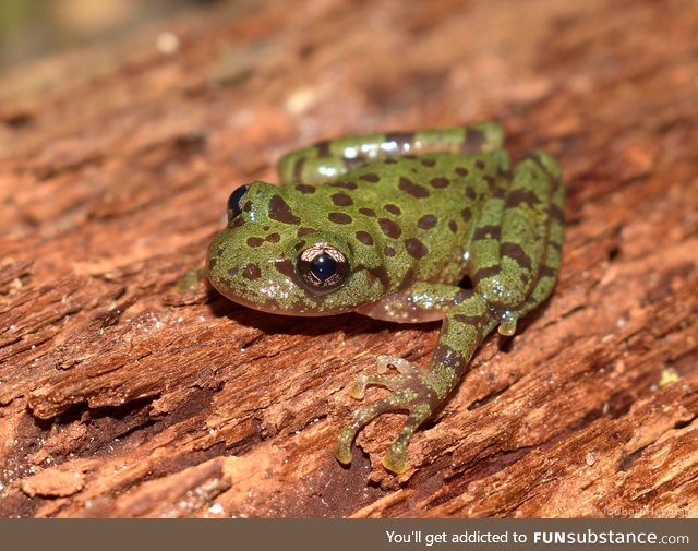 Froggo Fren #22/Spooktober Day 1 - Royal Ghost Frog