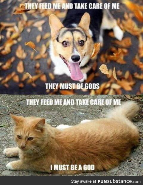 Cats and dogs
