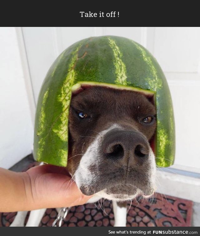 Helmet Dog #4