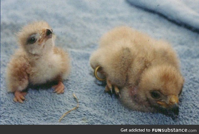 Baby Harris Hawks