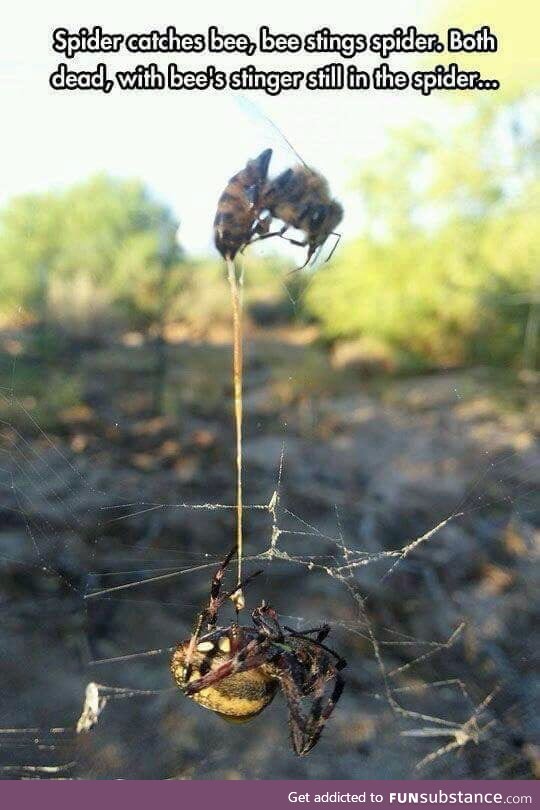 Spider catches bee, bee stings spider. Both dead, with bee's stinger still in the