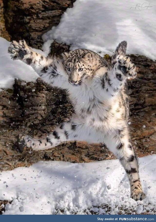 The way this snow leopard jumps seems derpish to me