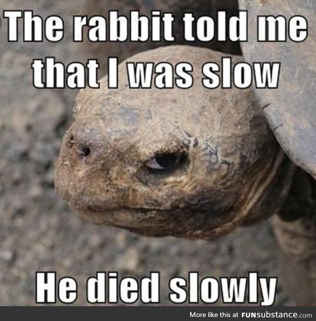 Don't mess with the turtle