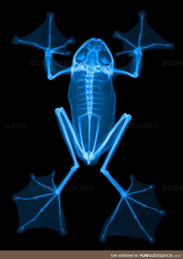 Froggo Fren #30/Spooktober Day 9 - Glowy Flying Skelly