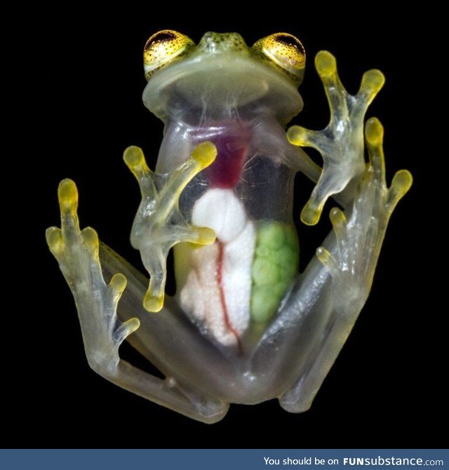 Froggo Fren #32/Spooktober Day 11 - Reticulated Glass Frog