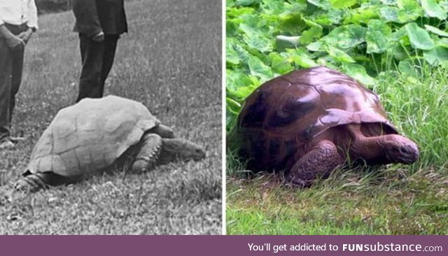 Jonathan, the 187 year old tortoise photographed in 1886 and today