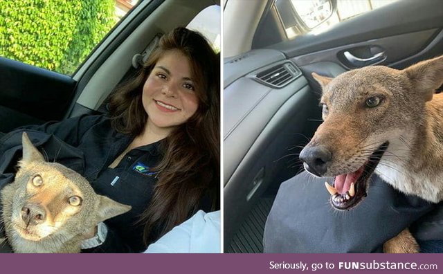Woman in Mexico rescues an injured coyote from the road, thinking it was a dog