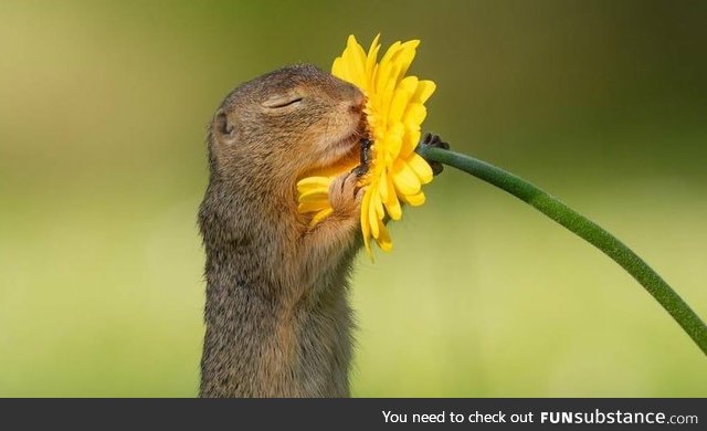 Squirrel smelling dandelion
