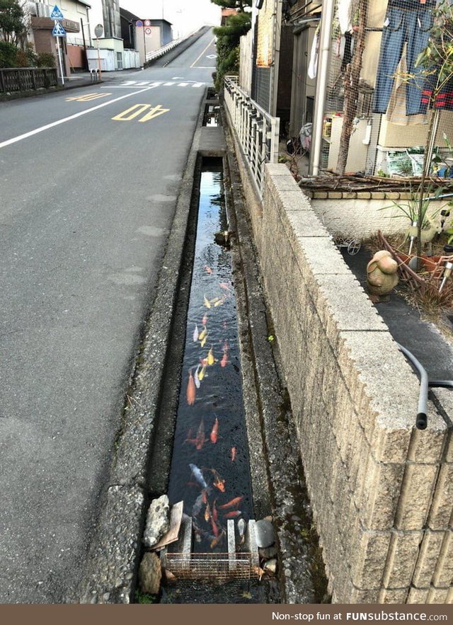 Drainage canals in Japan are so clean that koi fish live in them