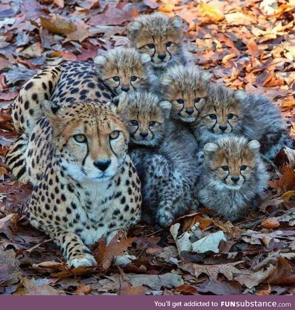 Cheetah cubs or baby cheetah are such cute baby animals