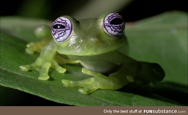 Froggo Fren #43/Spooktober Day 22 - Ghost Glass Frog