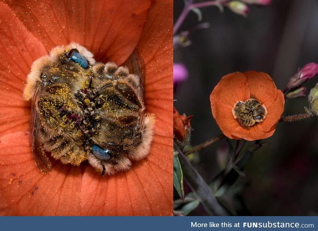 Did you know that bees sleep between 5-8 hours a day, sometimes in flowers? Also, they