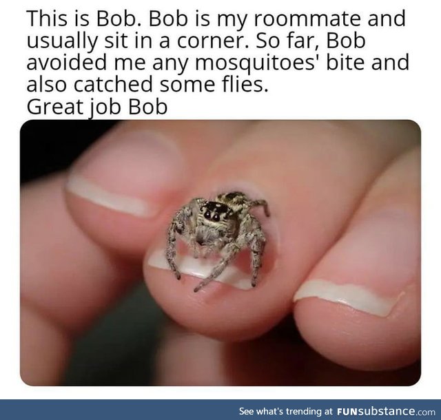 Spider of the year goes to : Bob