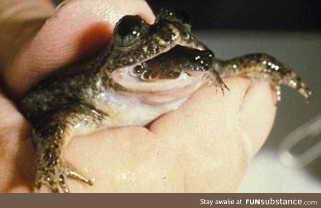 Froggo Fren #46/ Spooktober Day 25 - Gastric-Brooding Frog