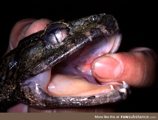 Froggo Fren #49/Spooktober Day 28 - Luzon Fanged Frog