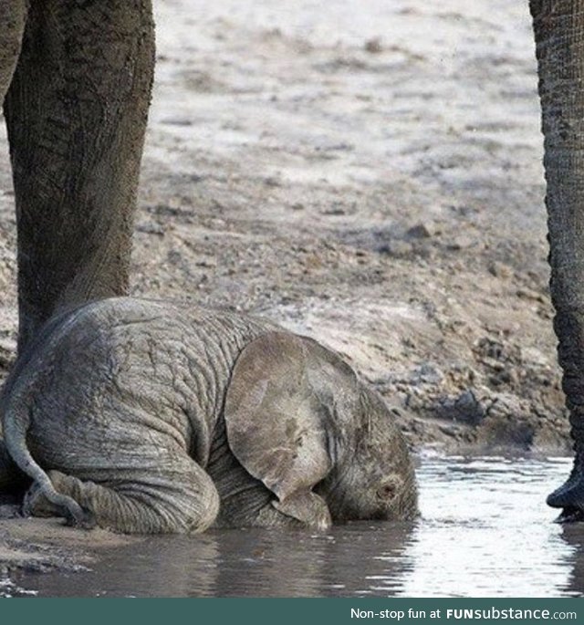Young elephants don’t know how to use their trunks till around 10 months old