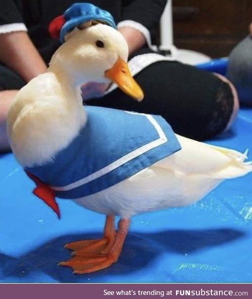 This is a perfect duck cosplay by a duck