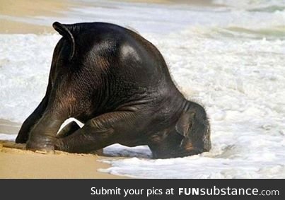 Baby Elephant having a "Run to the Beach, Dunk your face in the Ocean" kind of day