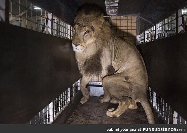 33 lions are rescued from circuses in Colombia and Peru and airlifted to the Emoya Big