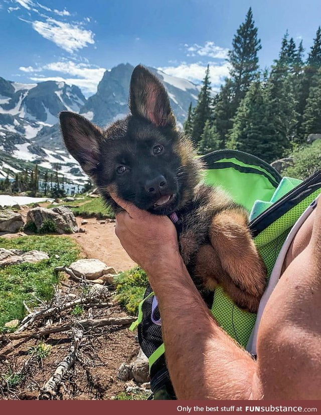 Pup on a journey