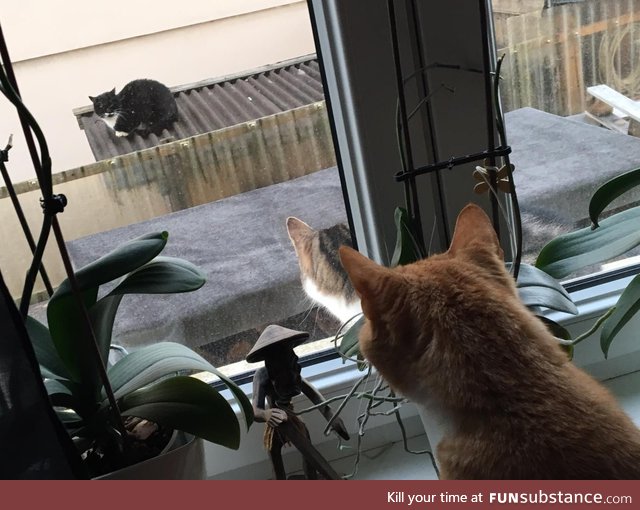 My cat watching the neighbors cat watching the neighbors cat