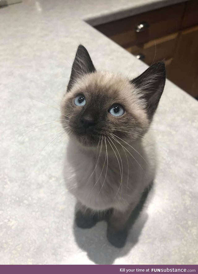 According to her owner, Toast the kitten was a very good girl at her very first vet