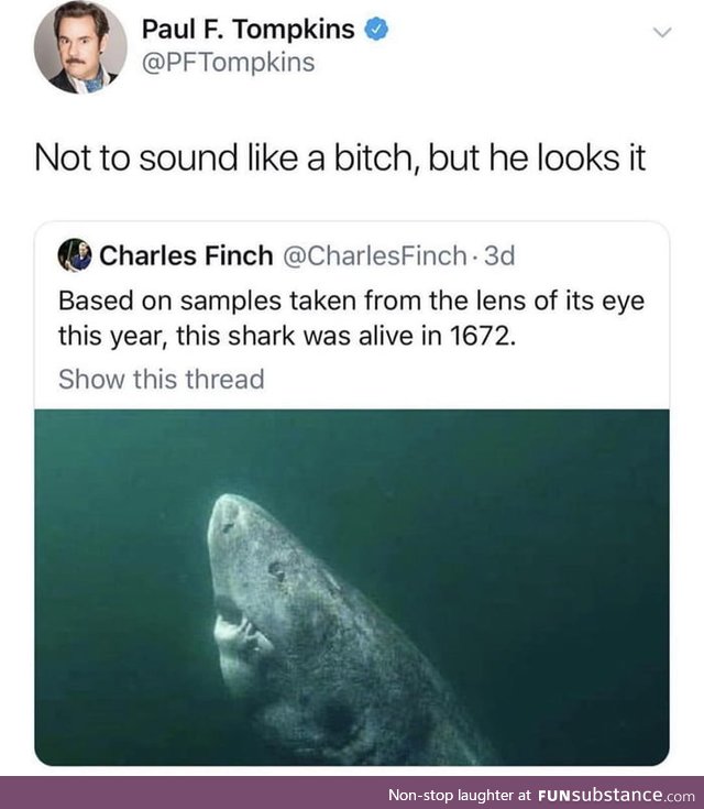 Old ass shark