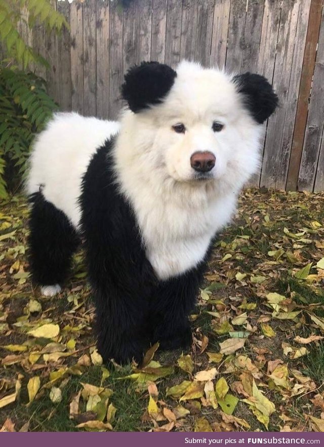 What kind of Panda ?