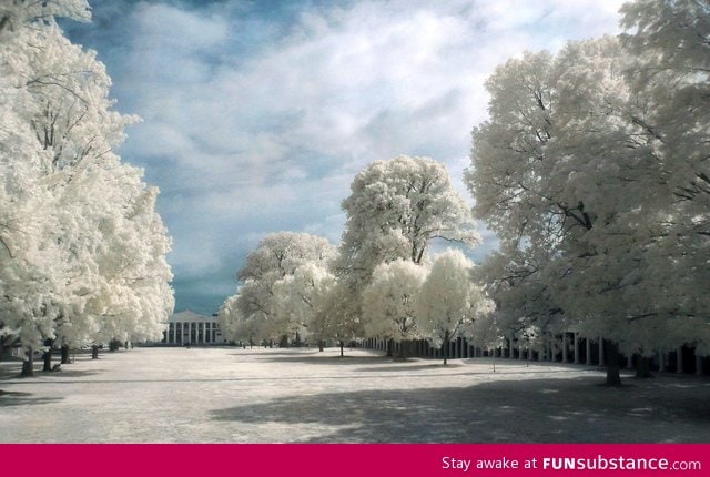 A picture taken in the infrared spectrum of light makes trees white