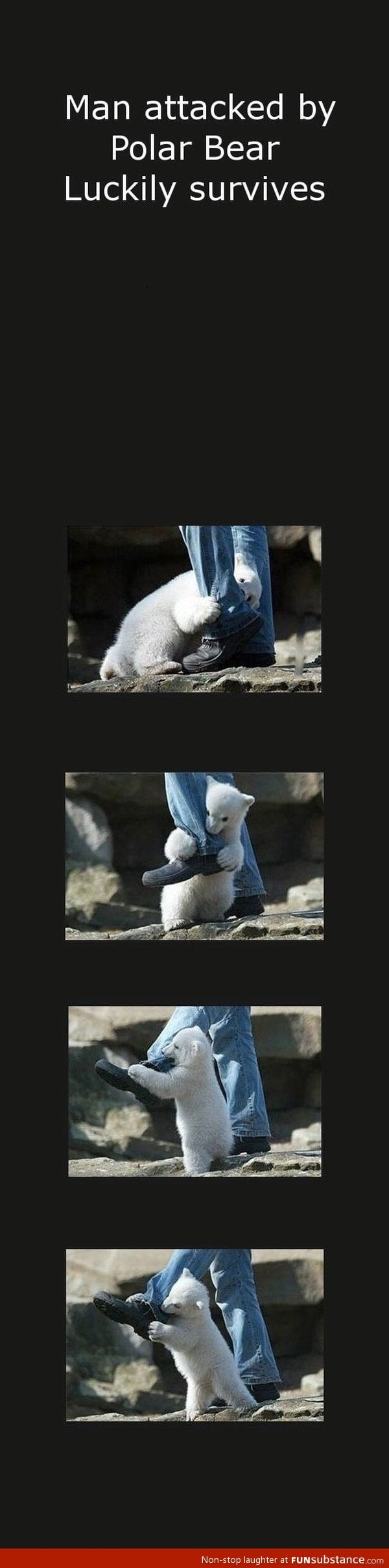 Man attacked by polar bear survives