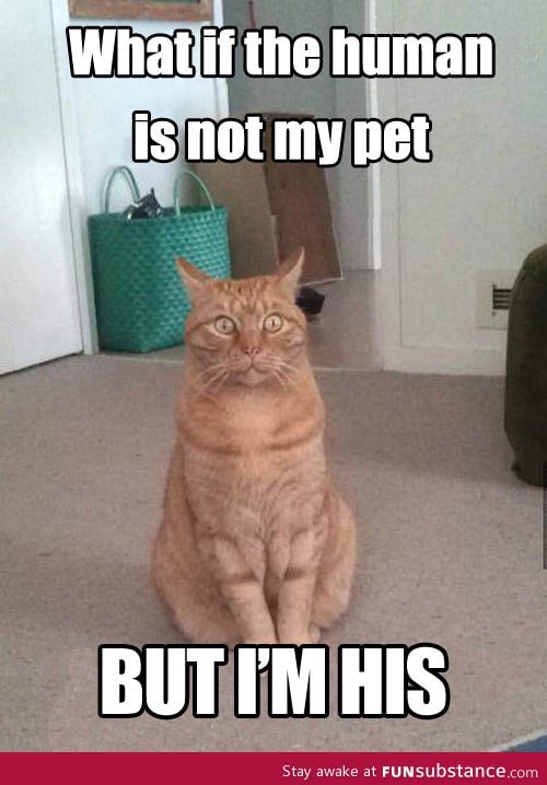 A cat's sudden realization