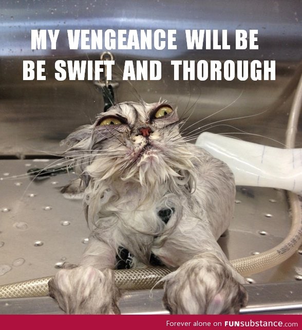 Bath kitty plots revenge