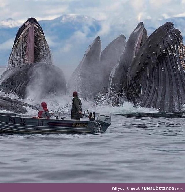 Humpback Whales feeding in Alaska, taken by Scott Methvin