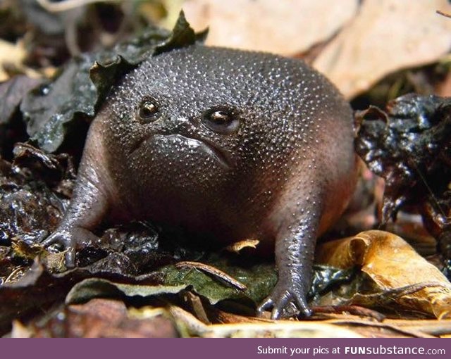 Meet Rain Frog: The World’s Grumpiest Frog
