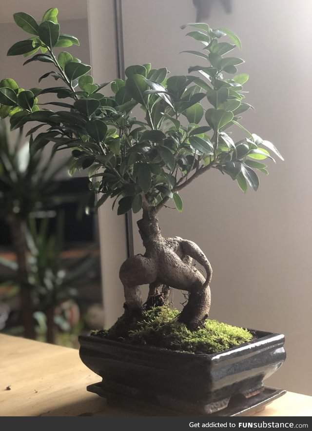 My (first) bonsai looks like he is scratching his ass