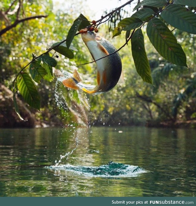 South Brazilian fish jumping to get a fruit.