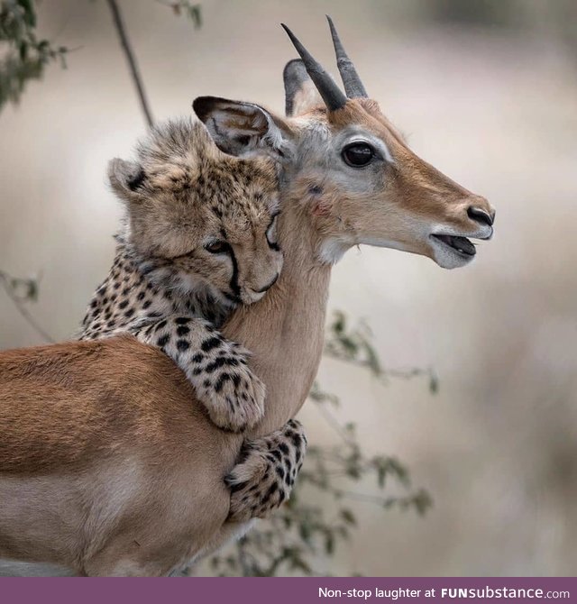 Safari daycare can get a little rambunctious