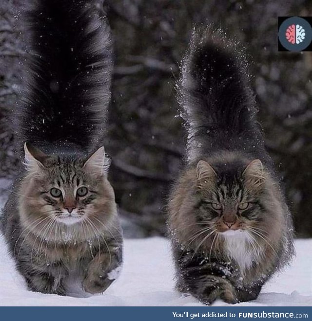 Forrest cat... Male(right) and female... Well thanks Norway