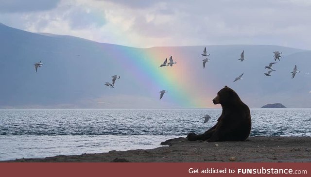 Bears enjoy their surroundings from time to time