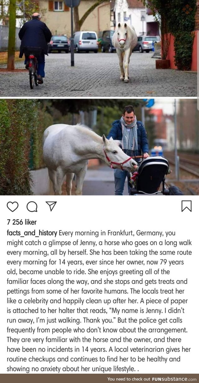 Awesome horse being a bro